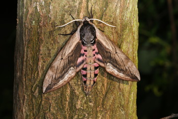 Sphinx ligustri LINNAEUS, 1758 Ligusterschwärmer Zuchtexemplar aus Bayern 17.06.2012