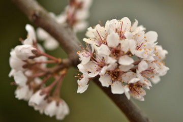 cherry tree blossom