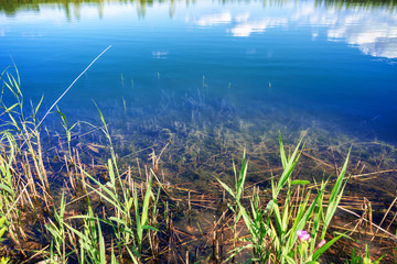 Water reflections with reeds