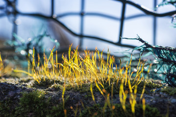 Sporophites of a moss