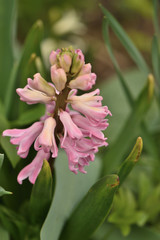 Hyacinth pink flower in garden