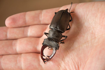 Image of stag beetle