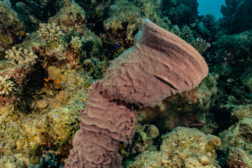 Coral reefs and water plants in the Red Sea, Eilat Israel