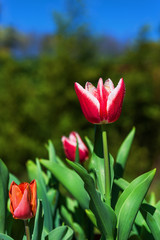 Colorful tulips with water drops