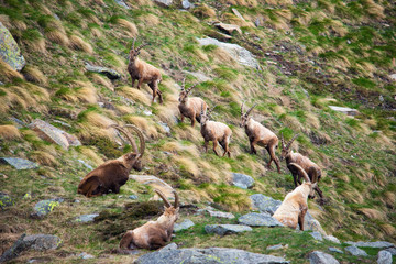 Group of alpine ibex