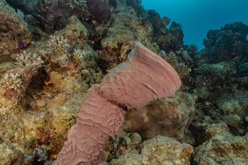 Coral reefs and water plants in the Red Sea, Eilat Israel