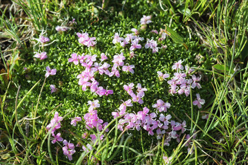 Little pink flowers