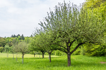 Baumgrundstück im Frühjahr