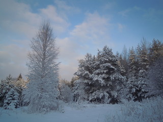 trees in the forest in winter