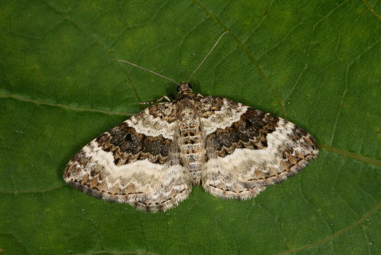 Epirrhoe alternata Graubinden-Labkrautspanner DE, NRW, Leverkusen-Opladen 06.07.2012