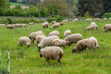 Schafe grasen auf der Weide
