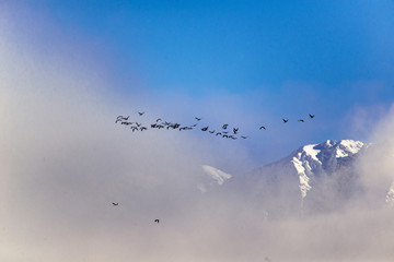 Common crane migration