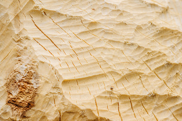 Tree chopped down by beaver to build a dam © olgaezh