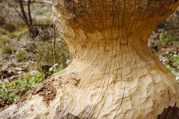 Tree chopped down by beaver to build a dam
