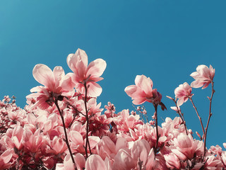 Coral pink odd magnolia tree flowers trendy floral pattern over blue sky background