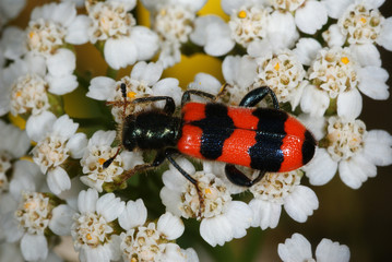 Trichodes apiarius Gemeiner Bienenkäfer FR, Vogesen, Dambach-la-Ville 22.07.2012