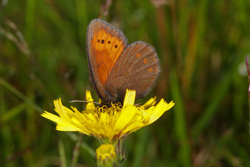 Erebia epiphron (KNOCH, 1783) Erebia epiphron , Mohrenfalter FR, Vogesen, Réserve Naturelle de Tanet-Gazon du Fain 24.07.2012