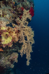 Coral reefs and water plants in the Red Sea, Eilat Israel