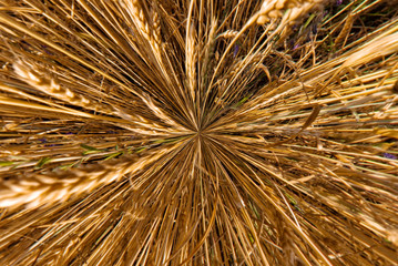 Wheat ears shot from above macro shot