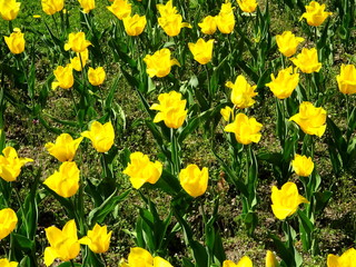 Yellow tulips in park during spring