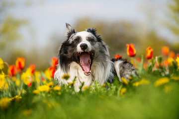 Border collie dog with spring flowers