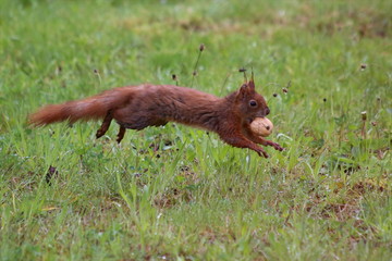 Eichhörnchen transportiert Walnuss / Squirrel / Sciurus vulgaris