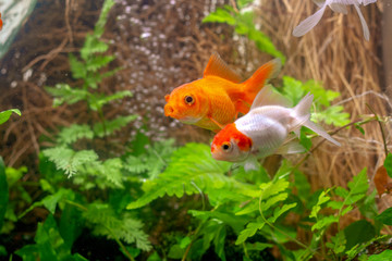 Obraz premium Carassius auratus goldfish nature background