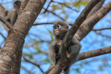 Trachypithecus obscurus