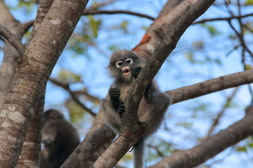 Trachypithecus obscurus