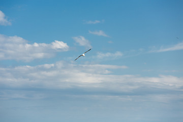 Flying seagull. A seagull is soaring in the sky. A large seagull against the sky.