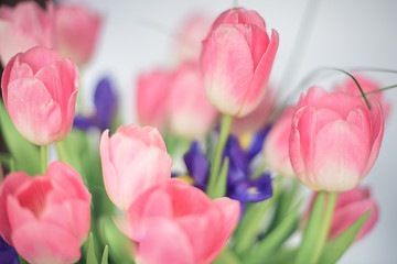 beauty tulips fresh pink flowers