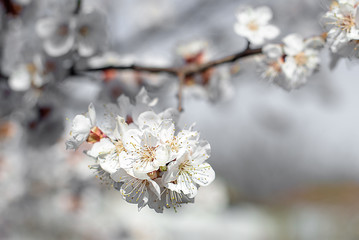 Flowering apricot trees in spring