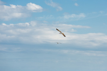 Flying seagull. A seagull is soaring in the sky. A large seagull against the sky.