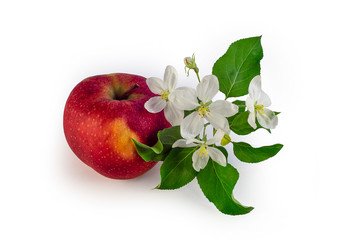  Flower and apple fruit on a white background. The beginning and end of life, youth and old age