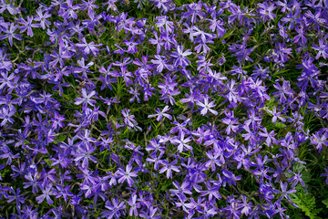 Obraz premium A carpet of small lilac flowers. Garden plants. Spring background.