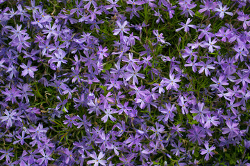 A carpet of small lilac flowers. Garden plants. Spring background.