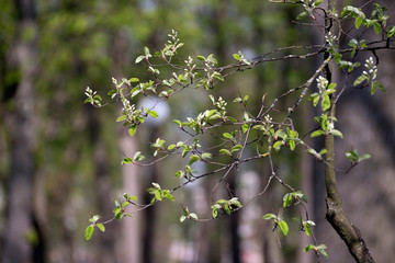 the flowers on the tree, catkins of a willow. the background image place for text