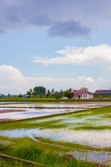 Obraz premium Landscape of houses besides a flooded paddy field and blue sky.