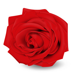 Red rose. Flower. Realistic 3D vector illustration. Isolated on white. Mockup.
