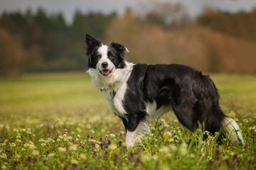 Fototapeta na wymiar Young border collie standing in a flower meadow and looking to the camera