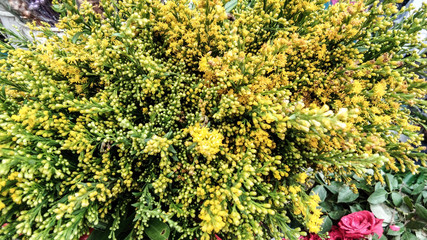 Beautiful green yellow leafs are selling for decorations