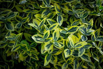 A bush with variegated leaves. Spring foliage background.Close-up.