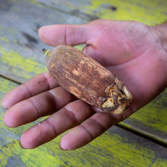 Close-up of an Urucuri Palm fruit in man's hand with wooden table background painted green. Very nutritious, they are used in the feeding of animals of the forest and even of people.