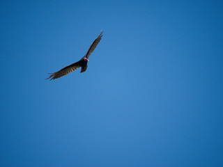 Fototapeta na wymiar A turkey vulture (Cathartes aura) flying over the Comechingones mountains in Villa de Merlo, San Luis, Argentina. 