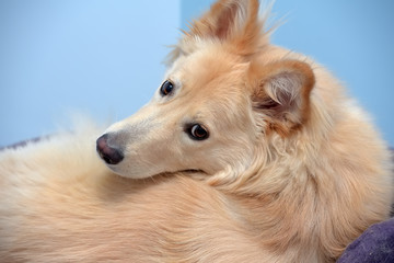 fluffy dog half-breed turning around looking