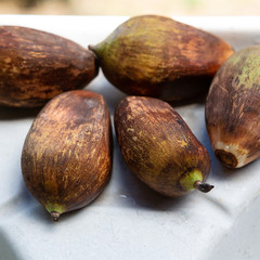 Close-up of Urucuri Palm fruits isolated on light background. Very nutritious, they are used in the feeding of animals of the forest and even of people.