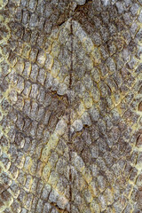 Snake skin reptile for pattern
