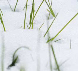 Schneebedecktes Gras im Fr&uuml;hling