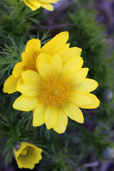Fototapeta premium yellow flower in the garden