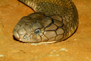 Close up head king cobra snake at thailand